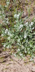 Cryptantha crassisepala