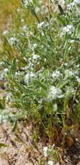 Cryptantha crassisepala