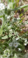 Cryptantha crassisepala