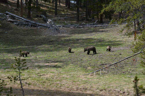 Brown bear