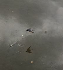Hirundo rustica erythrogaster