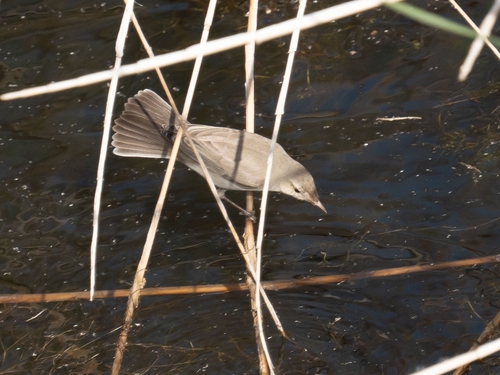 Upcher's Warbler (Hippolais languida), photo 4