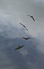 Hirundo rustica erythrogaster