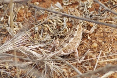 Sitana