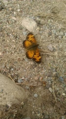 Phyciodes tharos image