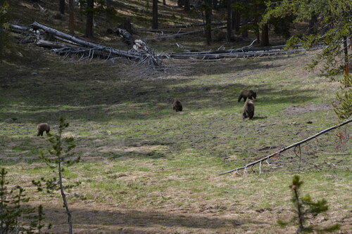 Brown bear