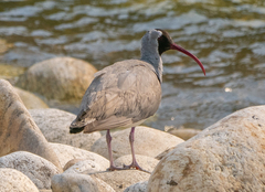 Ibisbill photo 5
