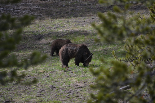 Brown bear