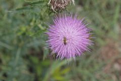 Cirsium mexicanum
