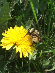 Bombus bifarius