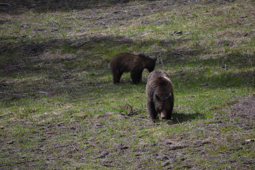 Brown bear
