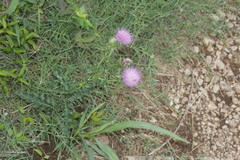 Cirsium mexicanum