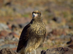 Daptrius albogularis