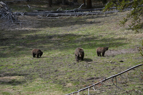 Brown bear