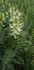 Astragalus drummondii