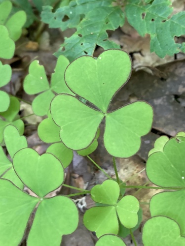 Great yellow woodsorrel (Oxalis grandis)