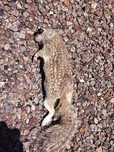 Rio Grande Ground Squirrel