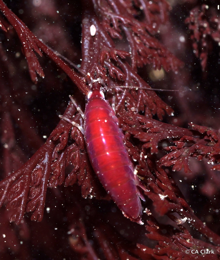 Amphipods from Half Moon Bay, California, USA on June 7, 2024 at 07:02 ...