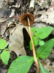 Conocybe pubescens