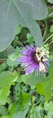Passiflora amethystina, photograph William G. Borges, CC BY, iNaturalist via GBIF