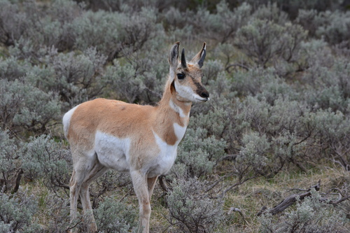 Pronghorn photographed in Idaho