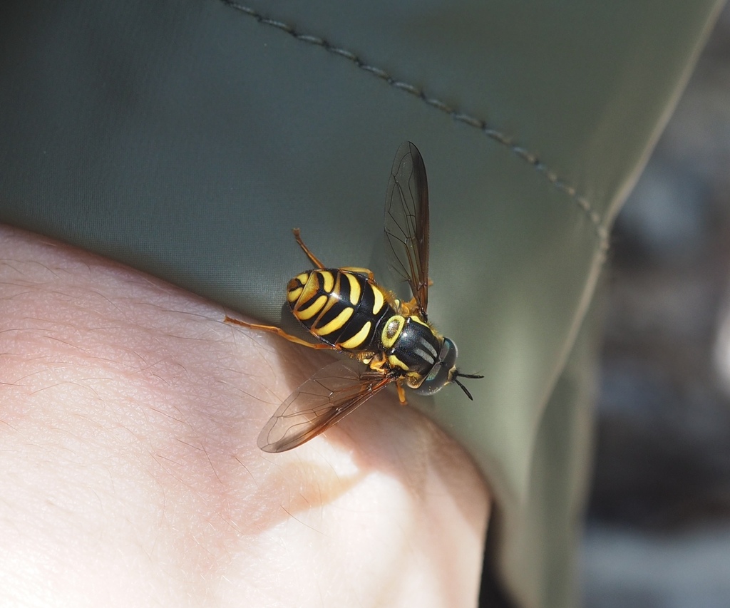 Chrysotoxum lessonae