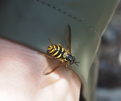 Chrysotoxum lessonae