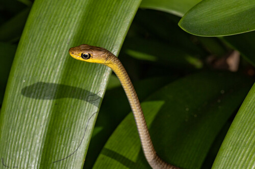 Common Tree Snake sighting