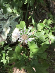 Monarda russeliana
