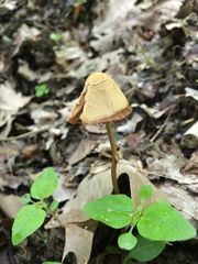 Conocybe pubescens