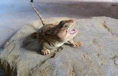 Bibron's Iguana photo 2