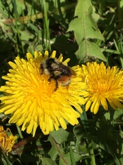 Bombus bifarius