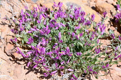 Rhinotropis subspinosa