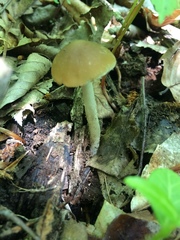 Psathyrella kauffmanii