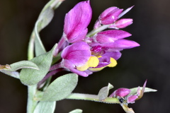 Rhinotropis subspinosa