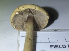 Psathyrella kauffmanii