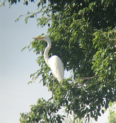 Ardea alba