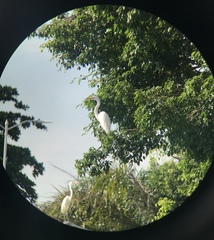 Ardea alba