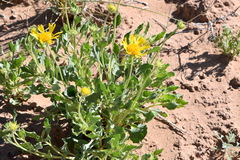 Gaillardia spathulata