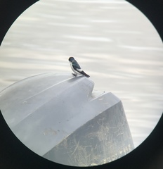 Tachycineta albiventer