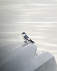 Tachycineta albiventer