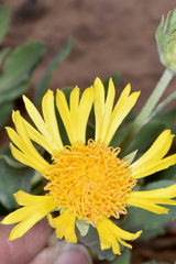 Gaillardia spathulata