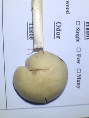 Psathyrella kauffmanii