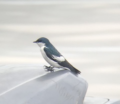 Tachycineta albiventer