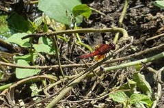 Erythrodiplax castanea