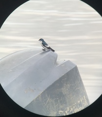 Tachycineta albiventer