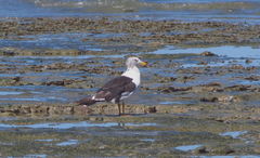 Larus atlanticus