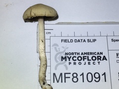 Psathyrella kauffmanii