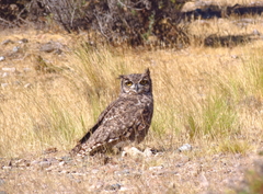 Bubo virginianus magellanicus
