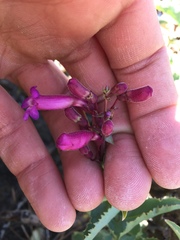 Penstemon clevelandii connatus